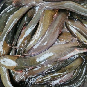 Catfish