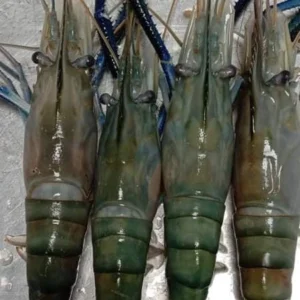 Giant Freshwater Prawns (Galda Chingri)