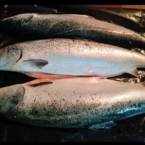 Norwegian Salmon